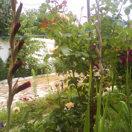 Gladiole, trandafiri